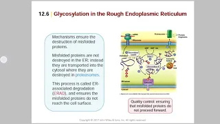 Cytology-[Chapter12-Lysosomes and endocytosis and lysosomal storage disease]-Part 2-Noor Almanaseer