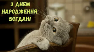 З Днем народження, Богдан! (Котики)