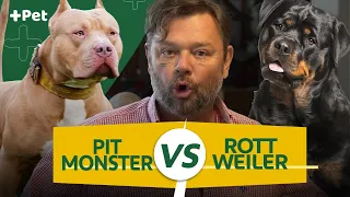 ROTTWEILER VS PIT MONSTER, QUAL O MAIS MONSTRÃO? | CANAL MAIS PET