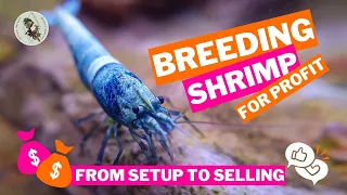 BREEDING SHRIMP FOR PROFIT: Everything You Need To Know