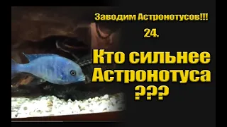 Заводим Астронотусов!!! 24. Кто сильнее Астронотуса?