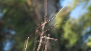 the "Bigfoot In A Tree During Wind Storm" video