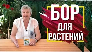 Чем полезен БОР для Растений 🌺 Борная кислота Применение  🌺 Советы от Garden-zoo