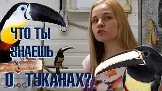 Домашний тукан? Возможно ли это?