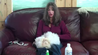 Grooming a Coton de Tulear Puppy