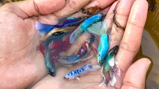 Fishing Betta Fish | Amazing Catch Beautiful Betta Fish From Unbelievable Place that Fantastic