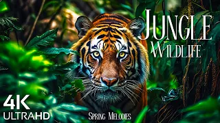 Jungle Wildlife 4K UltraHD - Animals That Call The Jungle Home - Peaceful Relaxing Music