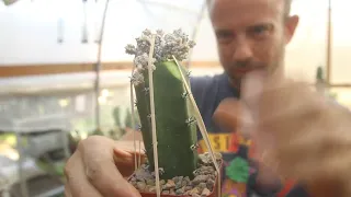 Grafting Cactus East Austin Succulents