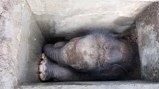 Rescue mission to save cute baby elephant trapped in a drain | Elephant rescue
