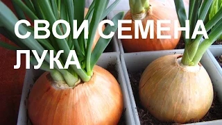 ЛУК свои СЕМЕНА