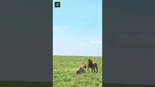 Lion Vs Lioness - By tanzania_lovers (Ig)