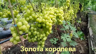 Найкраща шпалера для винограду, на нашу думку ;-)