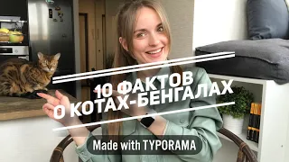 10 фактов о котах-бенгалах. Дикий кот. Бенгальский кот Бонифаций. Особенности породы. Мой опыт.