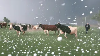 Cows Run for Cover as Baseball-Sized Hail Pummels Texas in Severe Storm