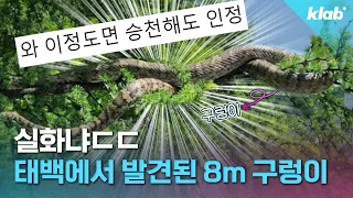 우리나라에서 6m, 8m짜리 구렁이 목격담이 이어지는 이유｜크랩