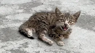 The abandoned stray kitten was especially weak due to illness trying to emit faint cries for help