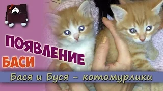 Появление Баси. Двое котят в семье. Как вырастить котят?