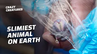 The Slimiest Creature on Earth: The Hagfish