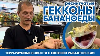 🦎  Террариумные новости с Евгением Рыбалтовским (10.08.2023). Реснитчатые гекконы бананоеды.
