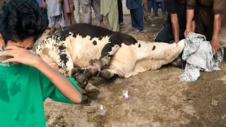 The End💔Meri Cow ki Qurbaani😓