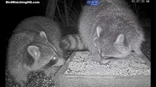 Raccoon Mating Season at BWHQ