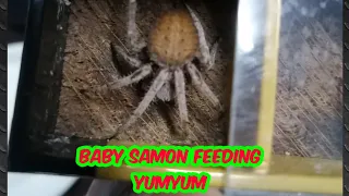 Somon feeding yumyum