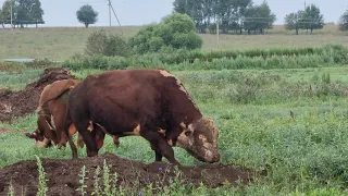 ПЛЕМЕННЫЕ БЫЧКИ ОТДЫХАЮТ, набираются сил после Хорошей Работы в Стаде...  21.7.21.