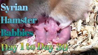 CUTEST SYRIAN HAMSTER BABIES-DAY 1 TO DAY 30