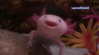 axolotl sings the song of its people