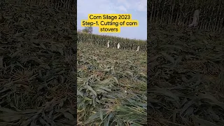 How to make Corn Silage? Step-1 Manual cutting