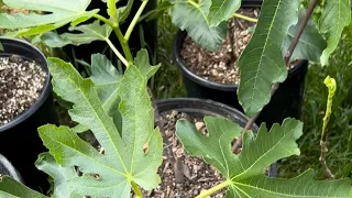 Growing Figs in Zone 5B/6A: 5/8/24 Update