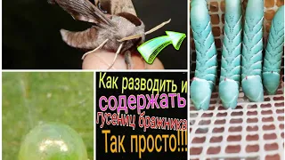 Что такое табачный бражник/содержание табачного бражника/разведение табачного бражника/ящерица ест.