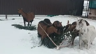 Муська🐱 Утренний почесон у КОРОВЫ🐂Магнус и Камилла🐐Девайс для зубных щеток😁Не паникуйте с КОЗАМИ!😱