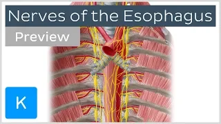 Nerves of the esophagus (preview) - Human Anatomy | Kenhub