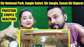 Gir National Park | Jungle Safari | Gir Jungle | Sasan Gir Gujarat | Manish Solanki Vlogs