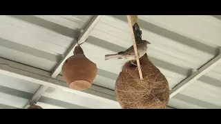 fierce and vicious fighting between two female sparrows for nest, babies and /House sparrows गौरैया