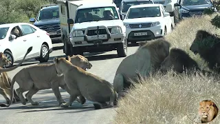 Casper The White Lion Nearly Causes A Family Feud Inside The Satara Pride