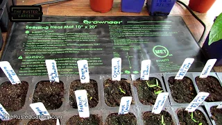 How to Use a Seed Starting Heat Mat: Germination for Peppers & Tomatoes & Other Warm Season Crops