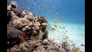 RED SEA - DIVING - RAS MOHAMED - STRAIT OF TIRAN - SHARM EL SHEIKH - EGYPT - FULL HD