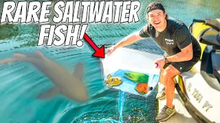 FISH TRAP Catches EXOTIC PUFFER Fish Under SHARK Infested Dock!