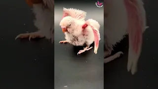 Aww 😍 Baby Albino Budgie Chirping & Spreading Tiny Wings!! #Budgie #parrot #cockatiel #shorts