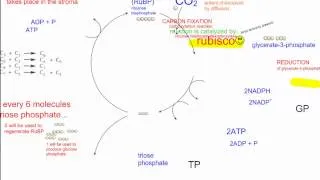 Photosynthesis Part 4   The Calvin Cycle IB Biology