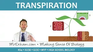 Transport in plants - Transpiration - GCSE Biology (9-1)