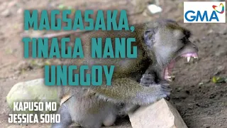 Kapuso mo jessica soho/ Magsasaka sa Maripipi Island, Tinaga nang unggoy./july 26,2020