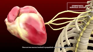 Sympathetic nervous system (A)