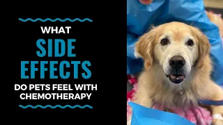 What Side Effects Do Pets Feel with Chemotherapy: VLOG 93