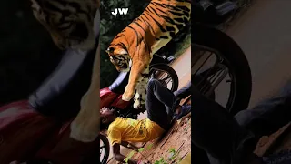 Tiger Attacked Forest Guard