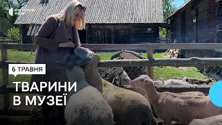 Камерунські кози, голландські вівці: як у музеї господарчий двір став екскурсійною родзинкою