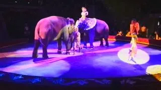 Цирк, выступление слонов