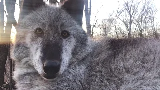 Wolf Contemplates a Kiss